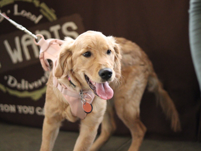 Novo Catálogo Pet Shop